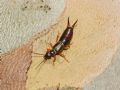 Forficula auricularia